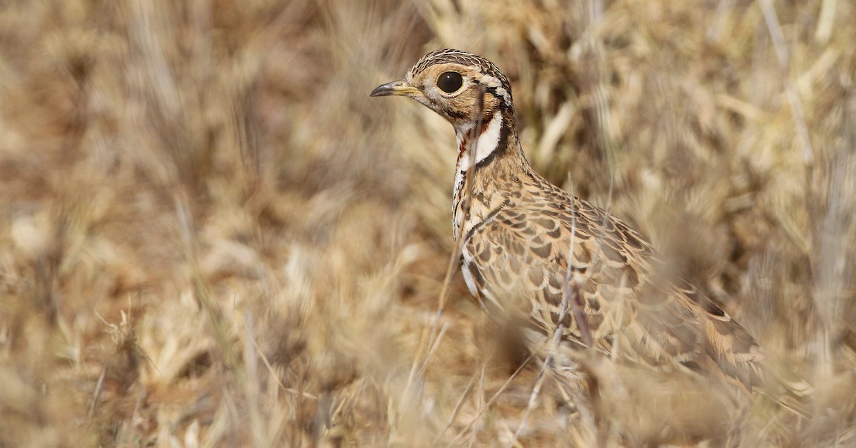 Three-banded Courser - ML32401851