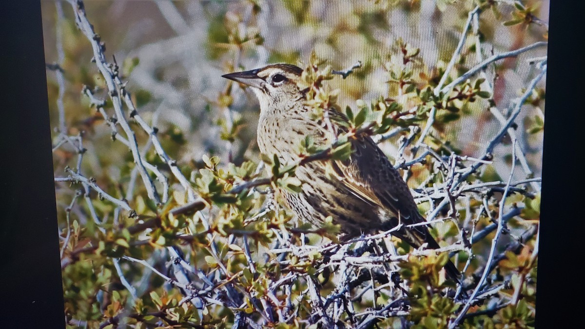 Long-tailed Meadowlark - ML324020321