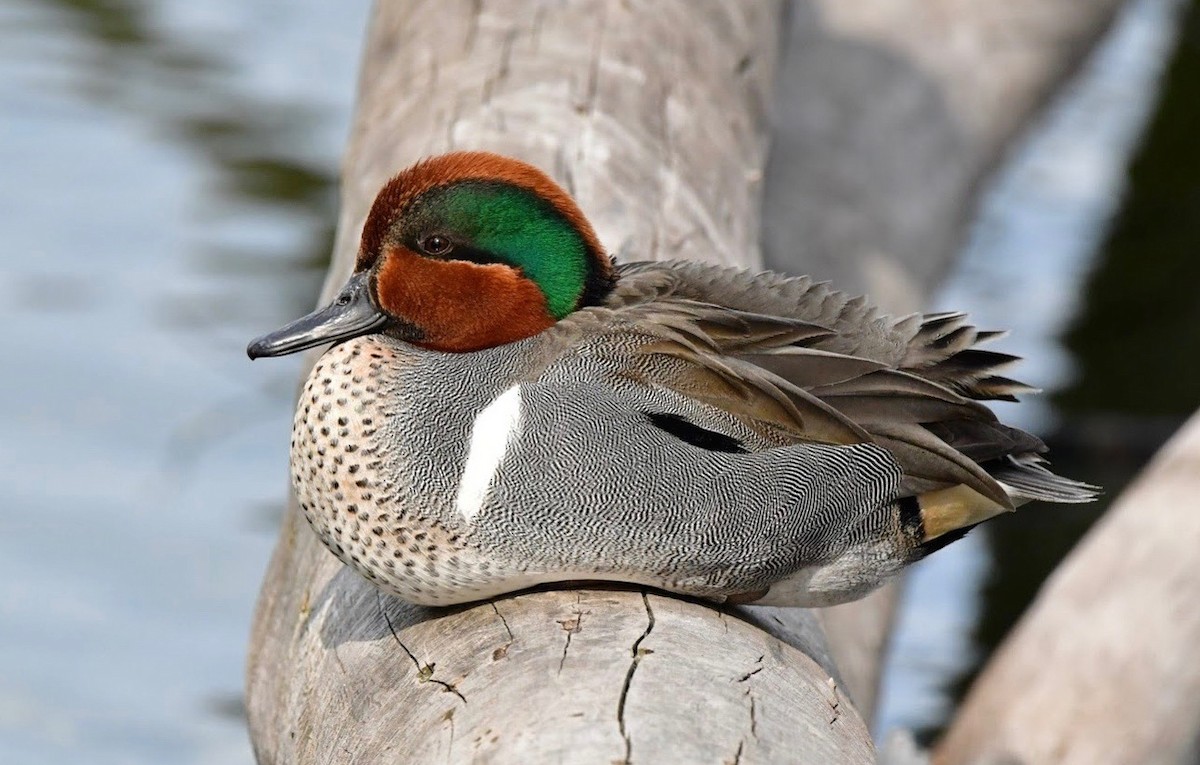 Green-winged Teal - ML324024241