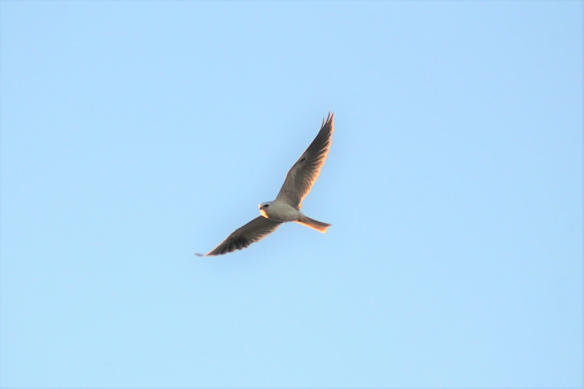 White-tailed Kite - Ken Tracey