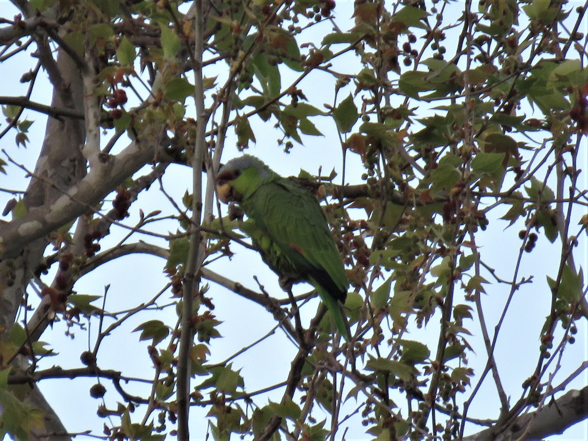 Lilac-crowned Parrot - ML324038121