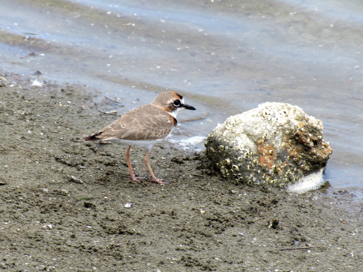 Collared Plover - ML324039431