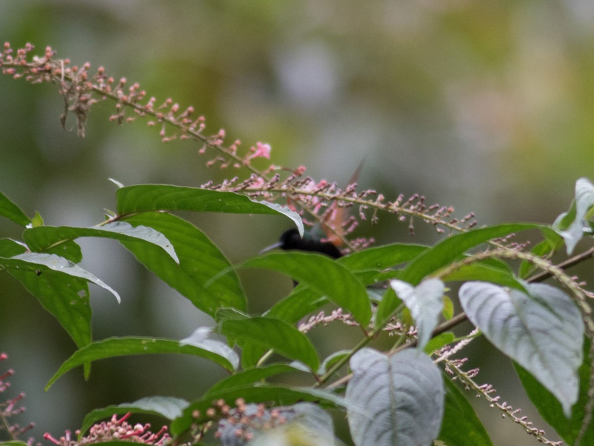 Black-bellied Hummingbird - ML324039651