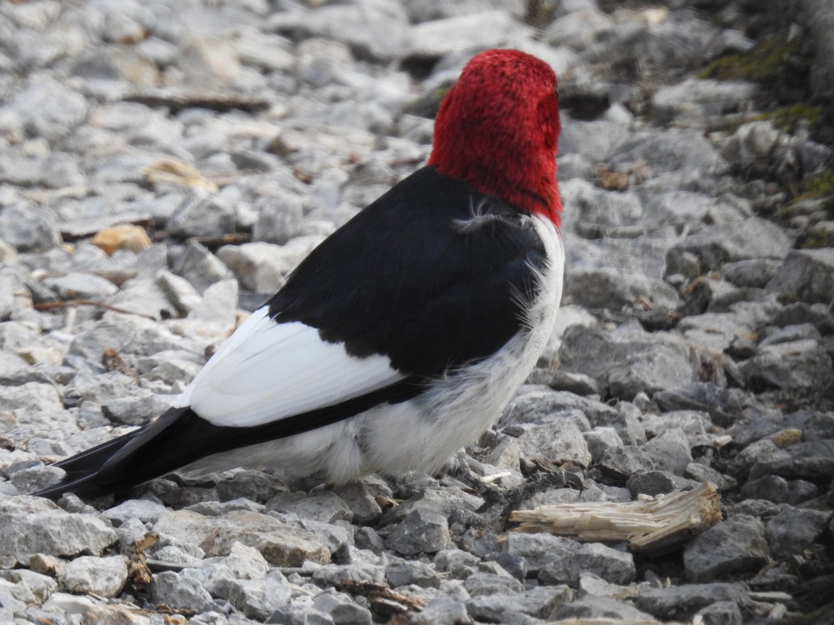 Red-headed Woodpecker - ML324040381