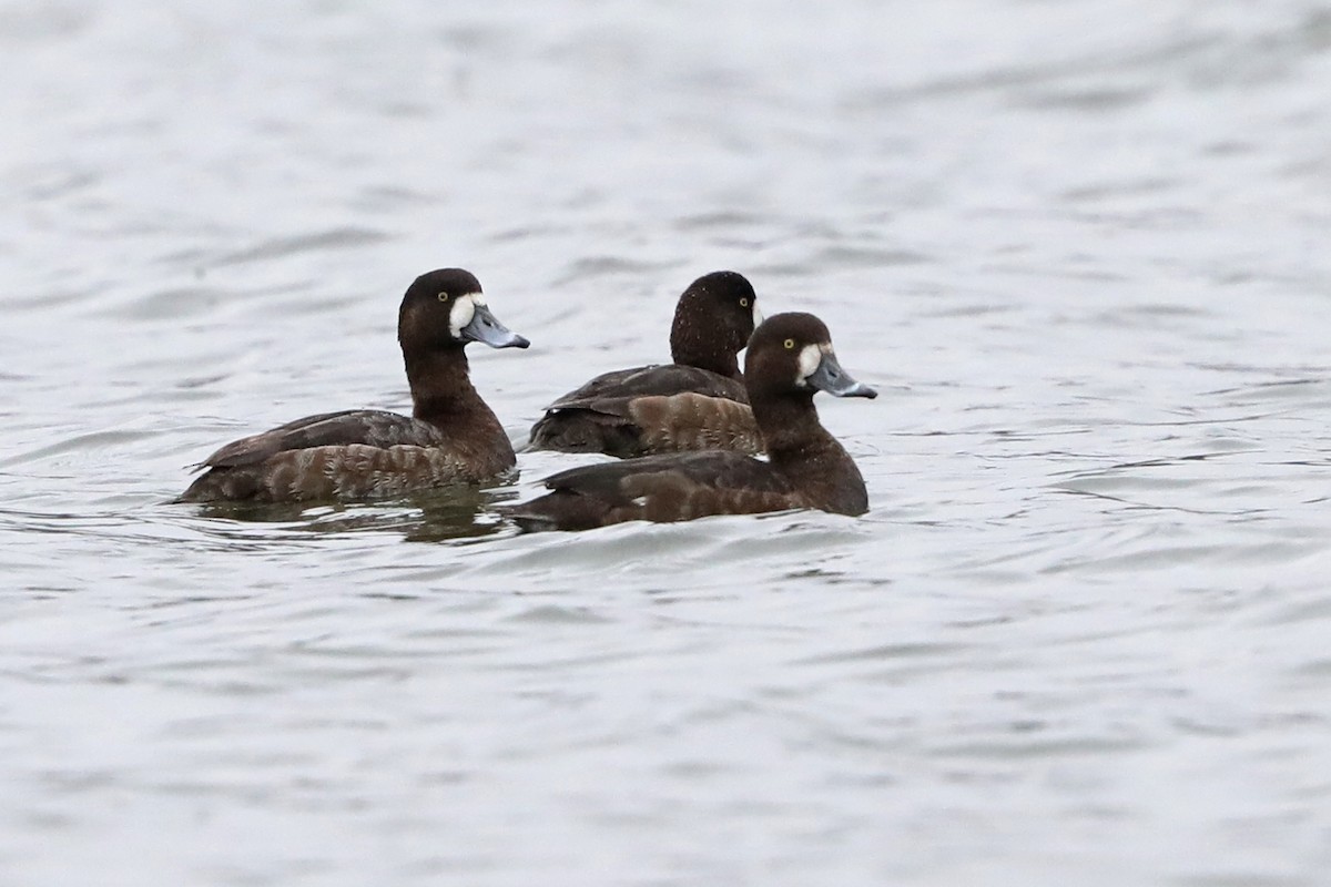 Greater Scaup - Julie Blue
