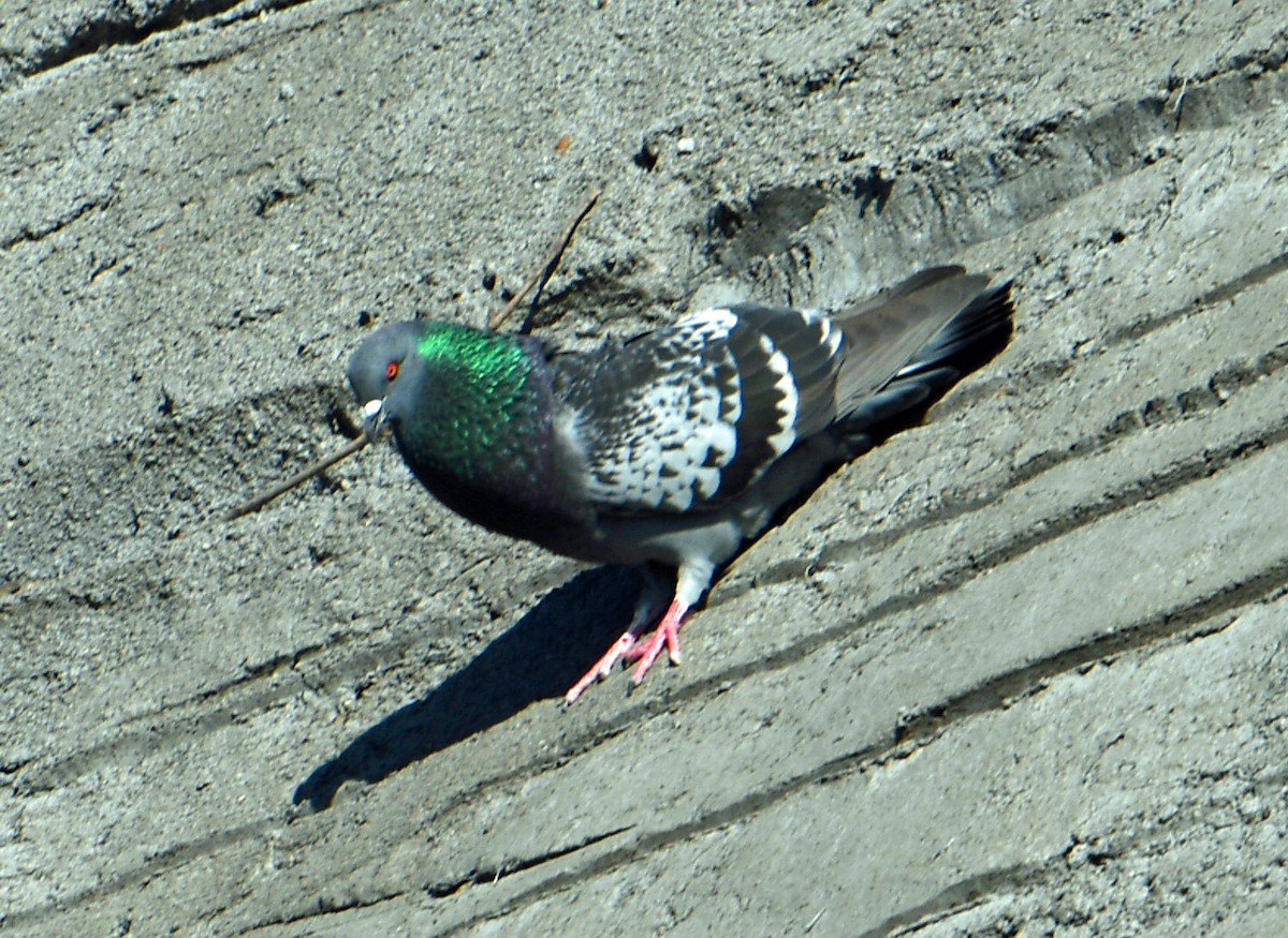 Rock Pigeon (Feral Pigeon) - ML324048451