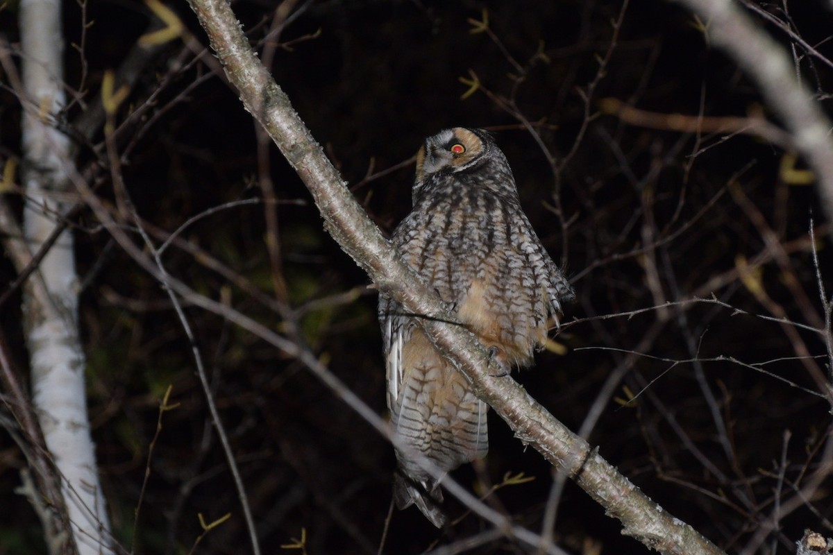 Long-eared Owl - Kiah R. Jasper