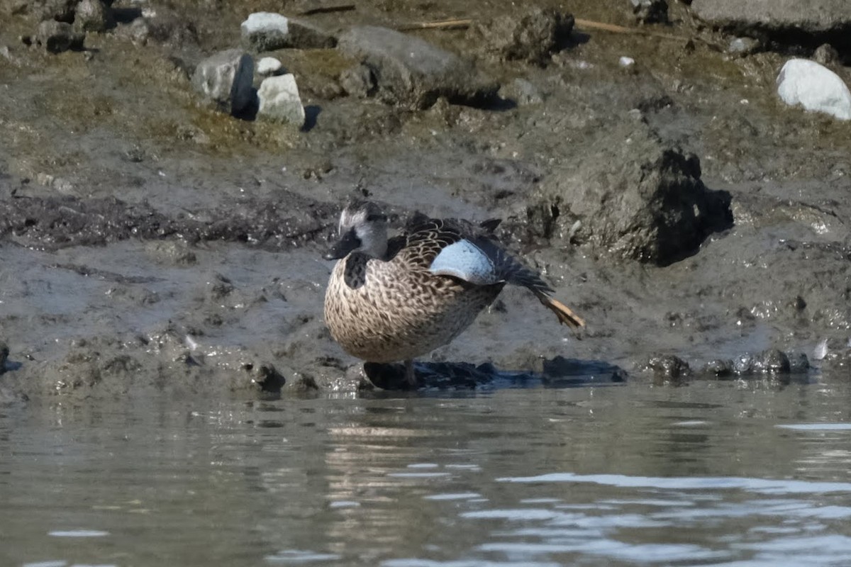 Blue-winged Teal - ML324050521
