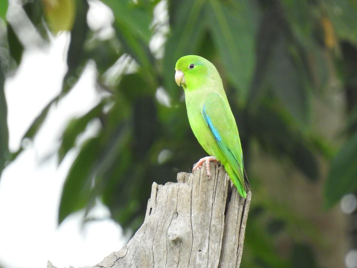 Turquoise-winged Parrotlet - Leandro Niebles Puello