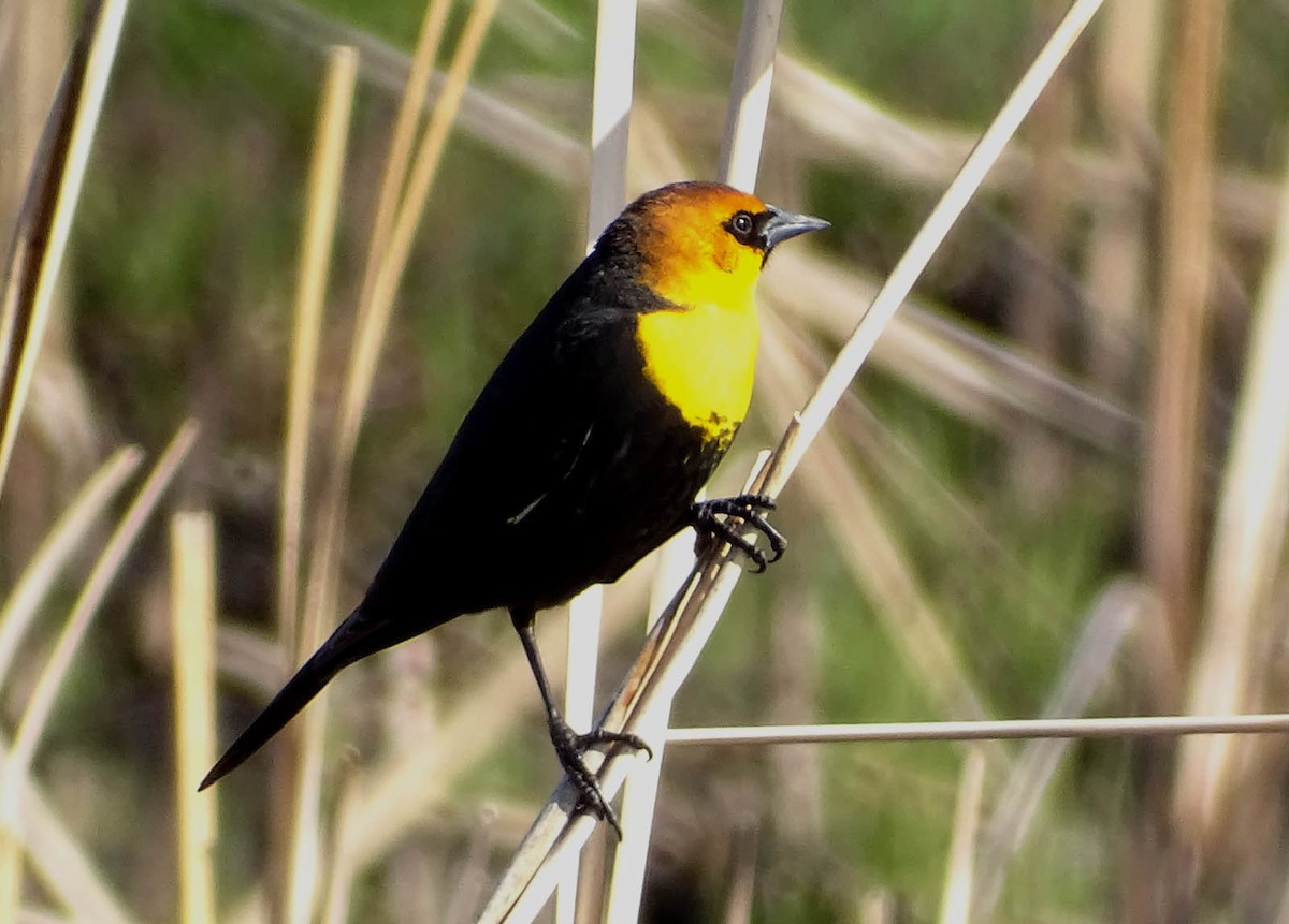 Yellow-headed Blackbird - ML324052411