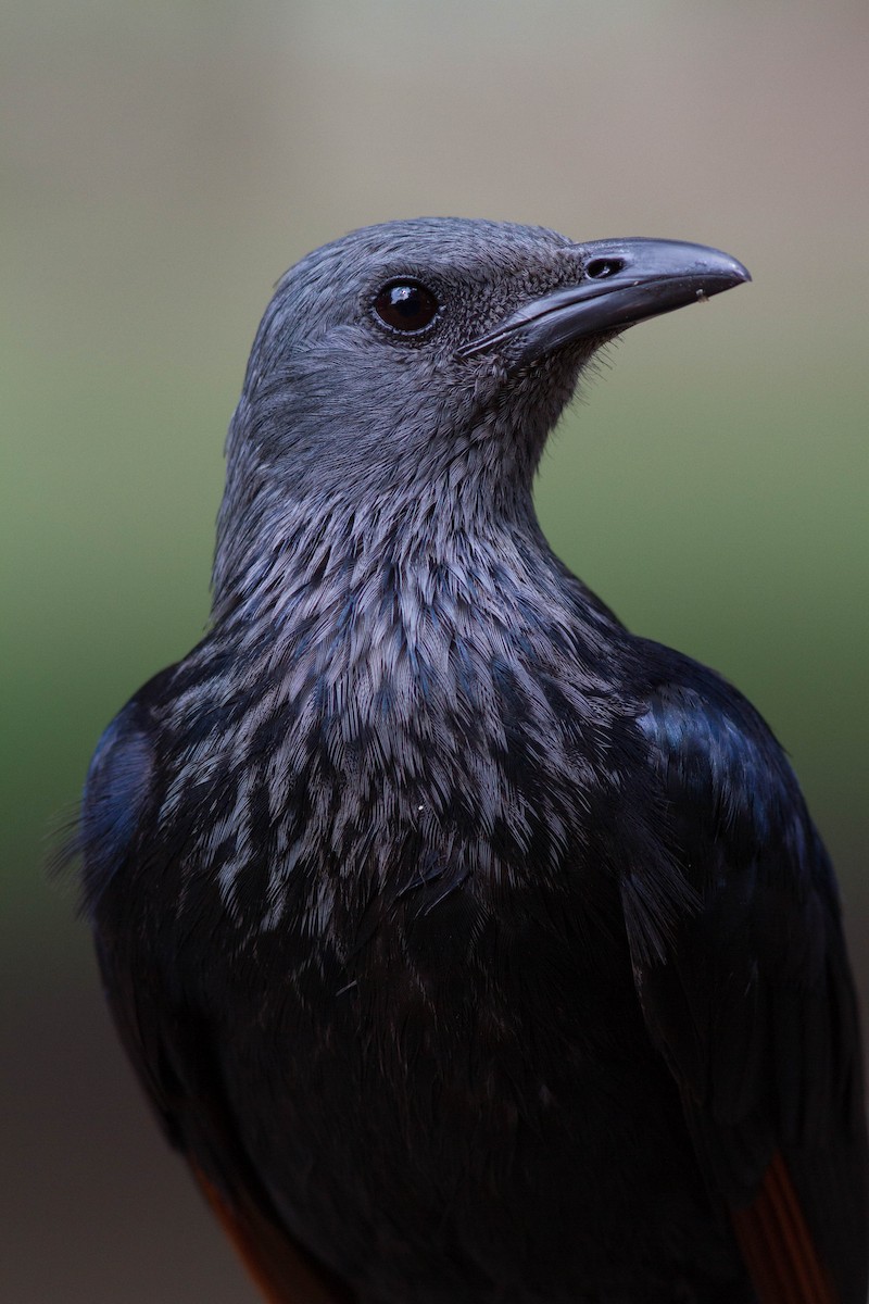 Red-winged Starling - ML32405521