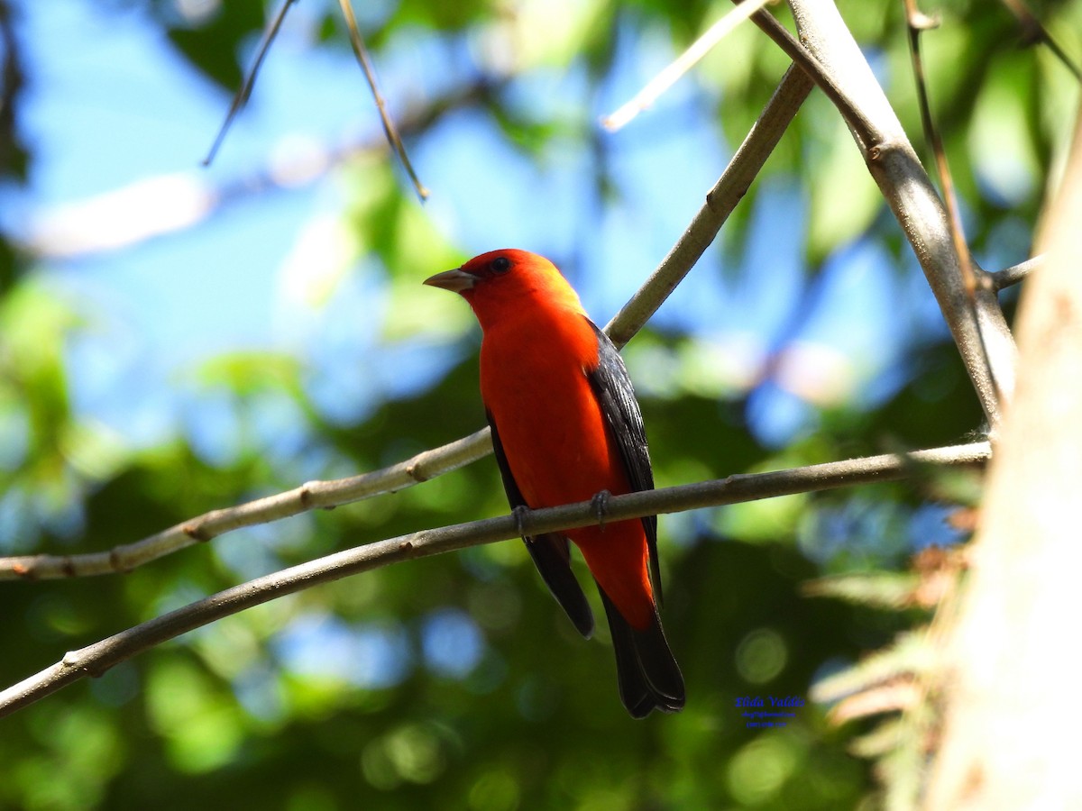 Scarlet Tanager - ML324058091