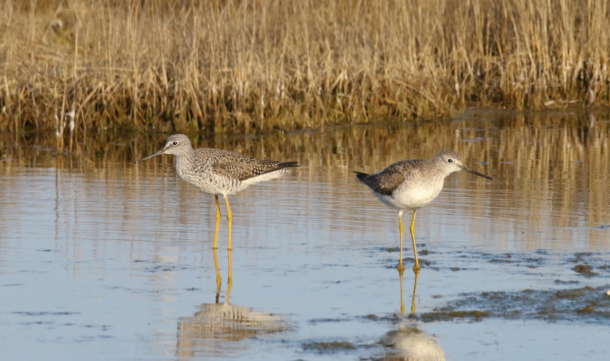 Greater Yellowlegs - Devin Griffiths