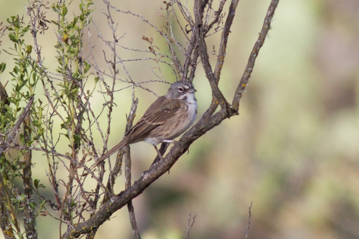 Bell's Sparrow (clementeae) - Justyn Stahl