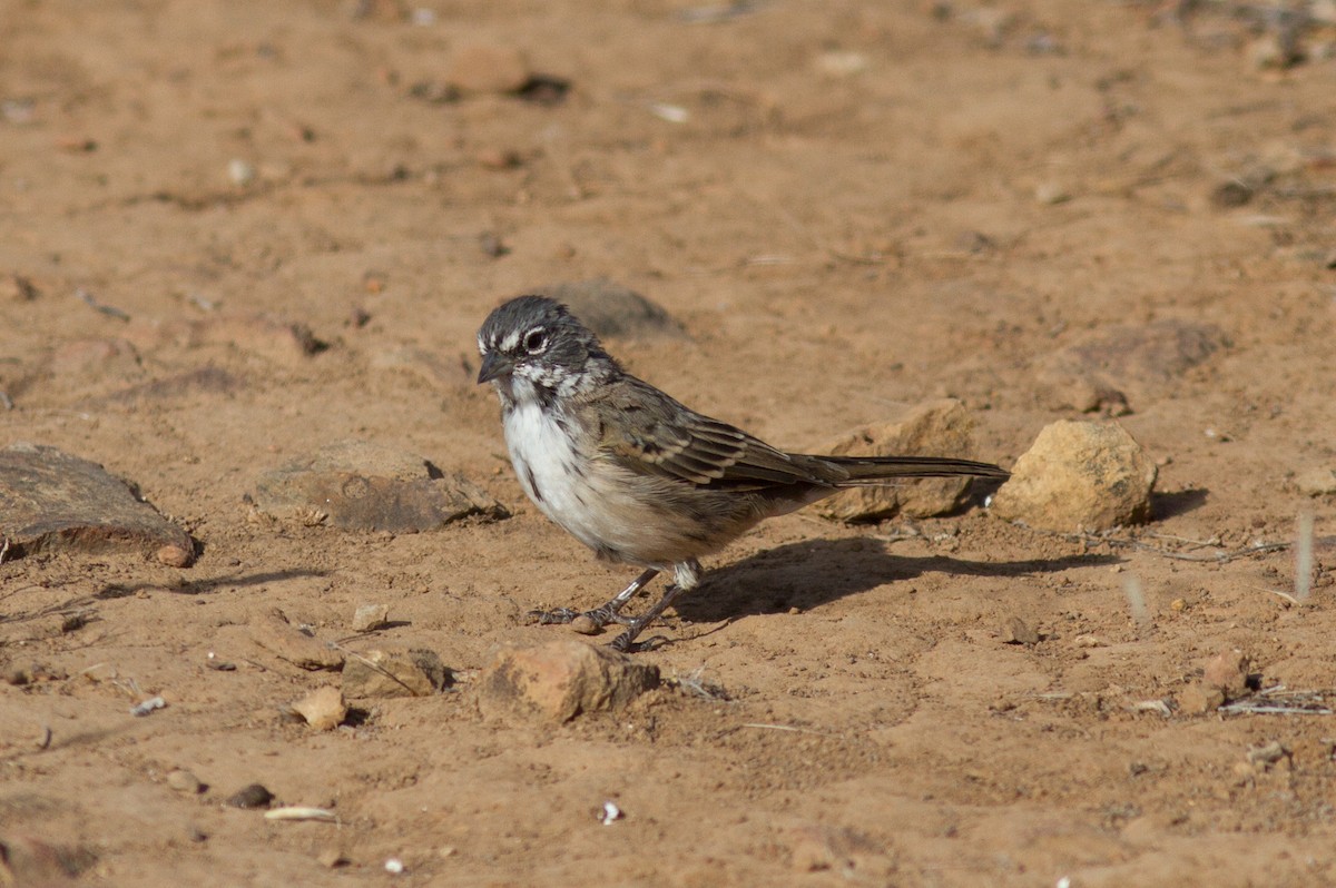 Bell's Sparrow (clementeae) - ML32405921