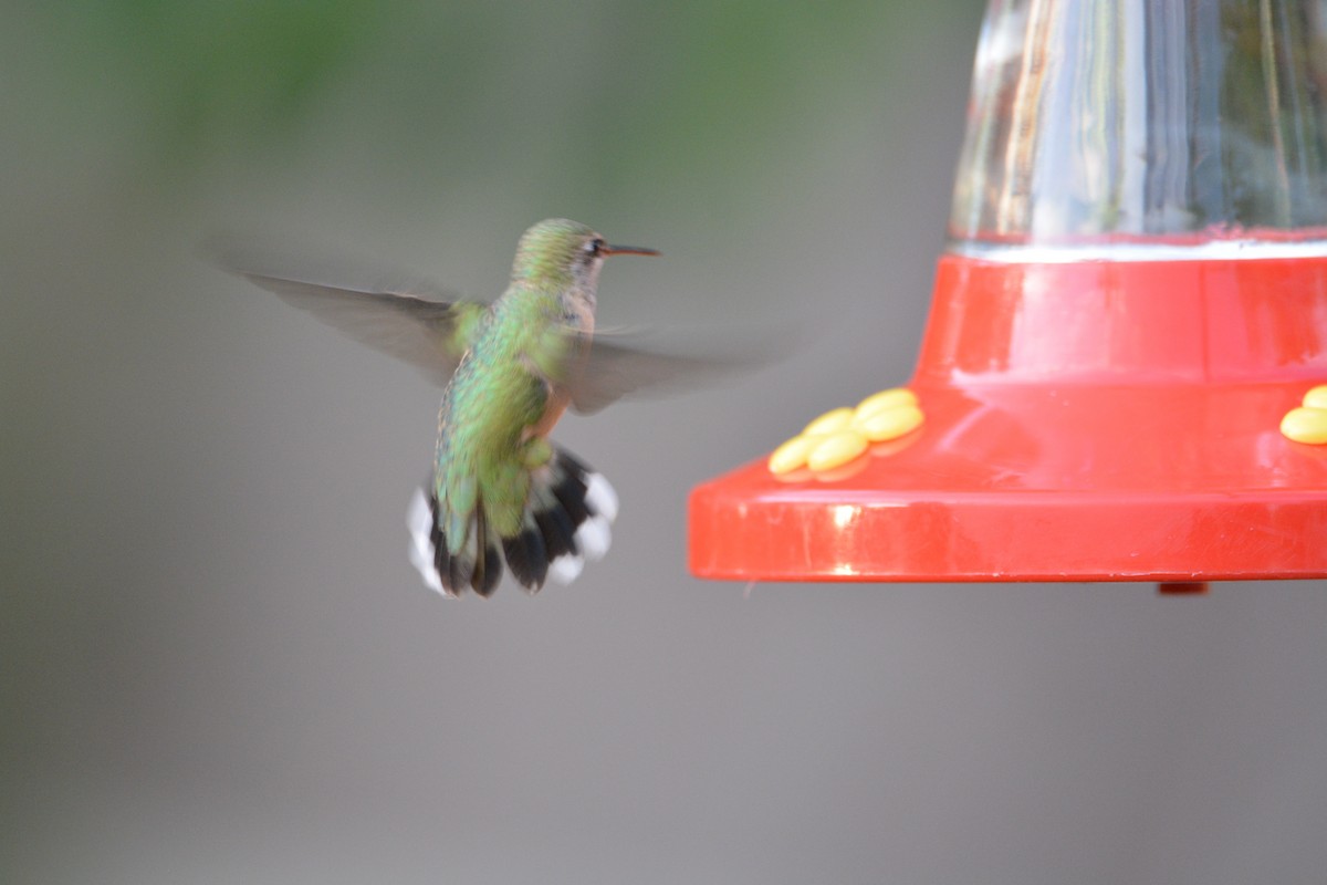 Calliope Hummingbird - ML32406131