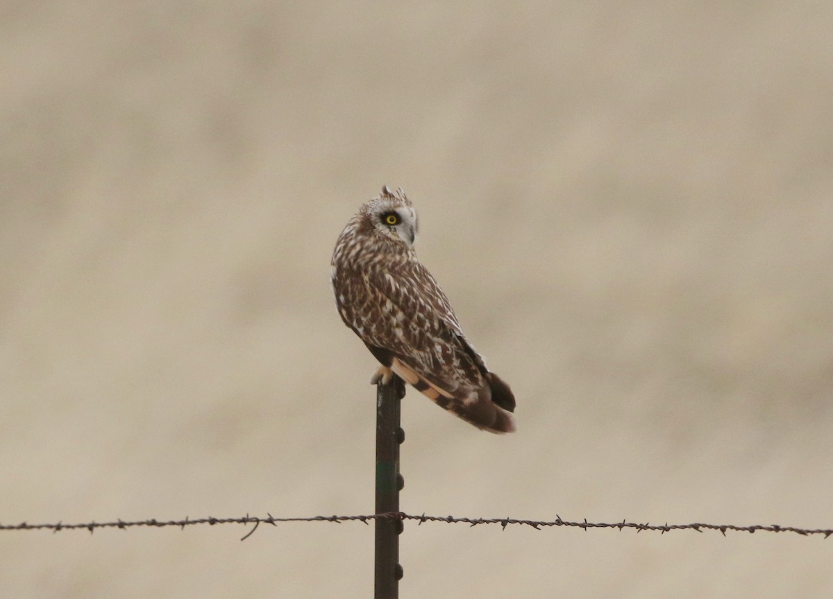Short-eared Owl - ML324071031