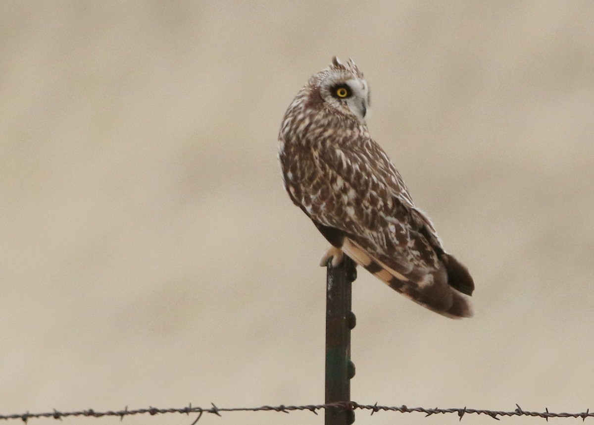 Short-eared Owl - ML324071151