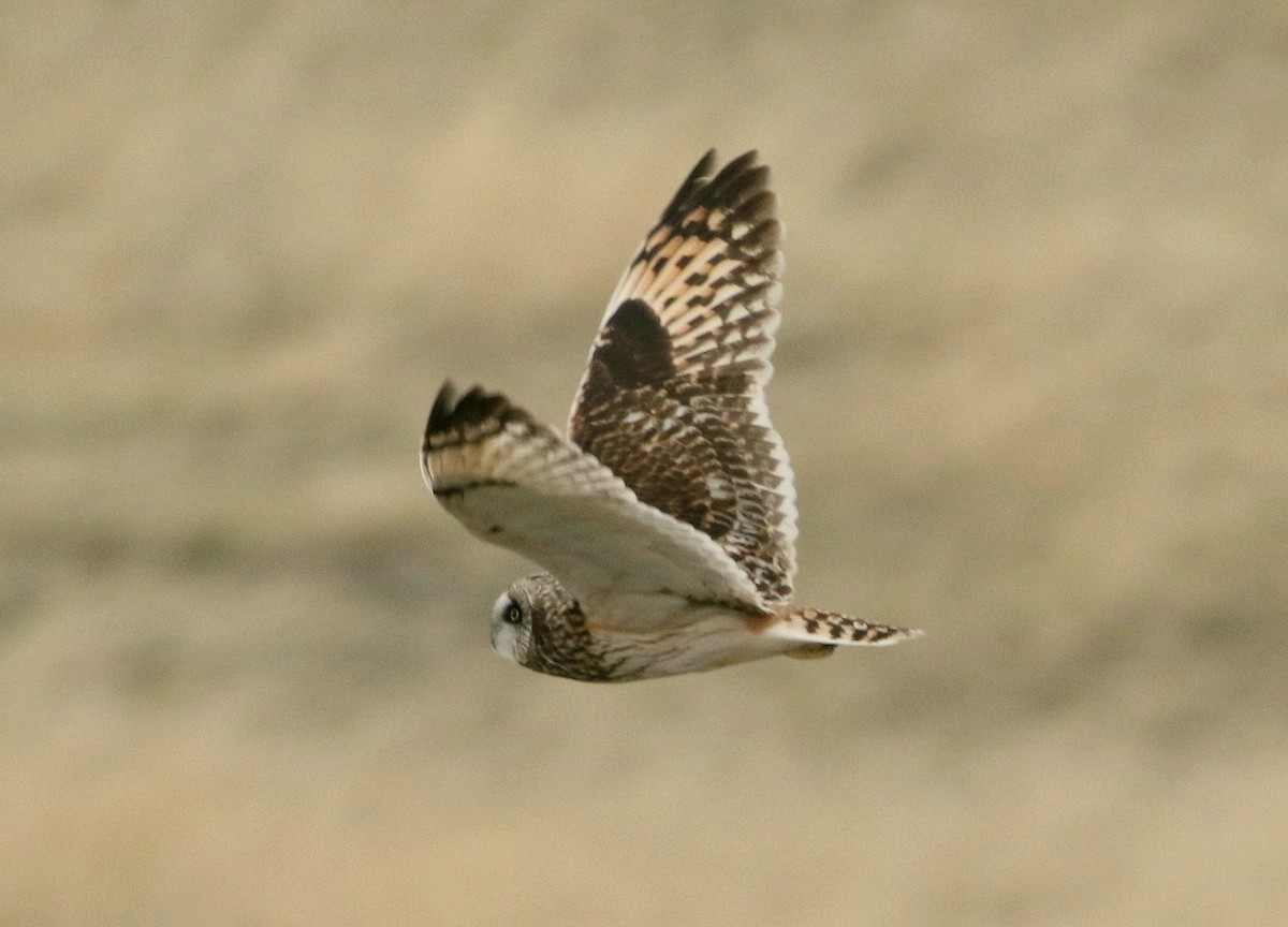 Short-eared Owl - ML324071181