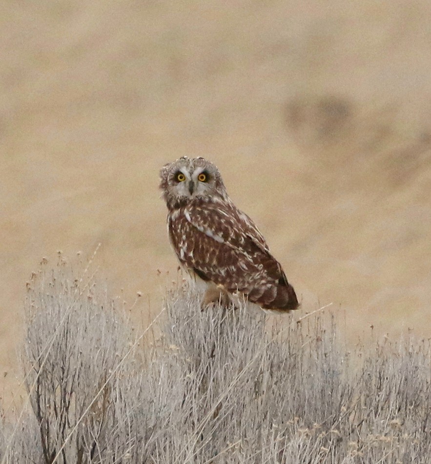 Short-eared Owl - ML324072181