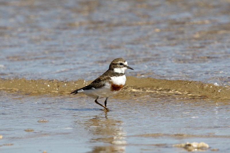 Double-banded Plover - ML32407271