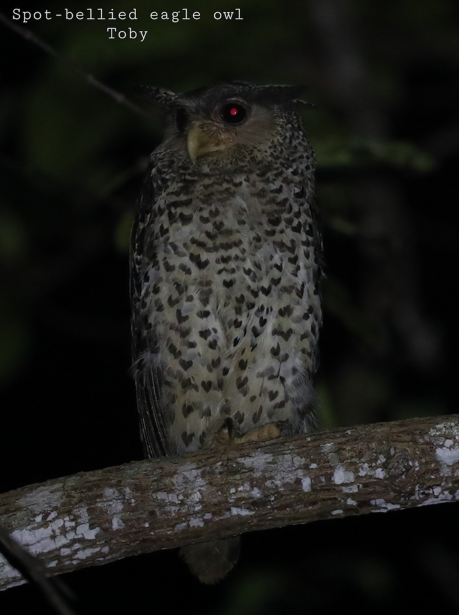 Spot-bellied Eagle-Owl - ML324073641