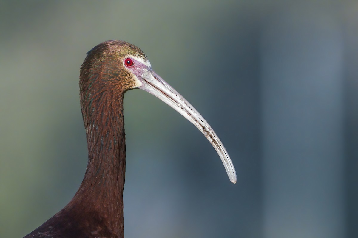 ibis americký - ML324074471