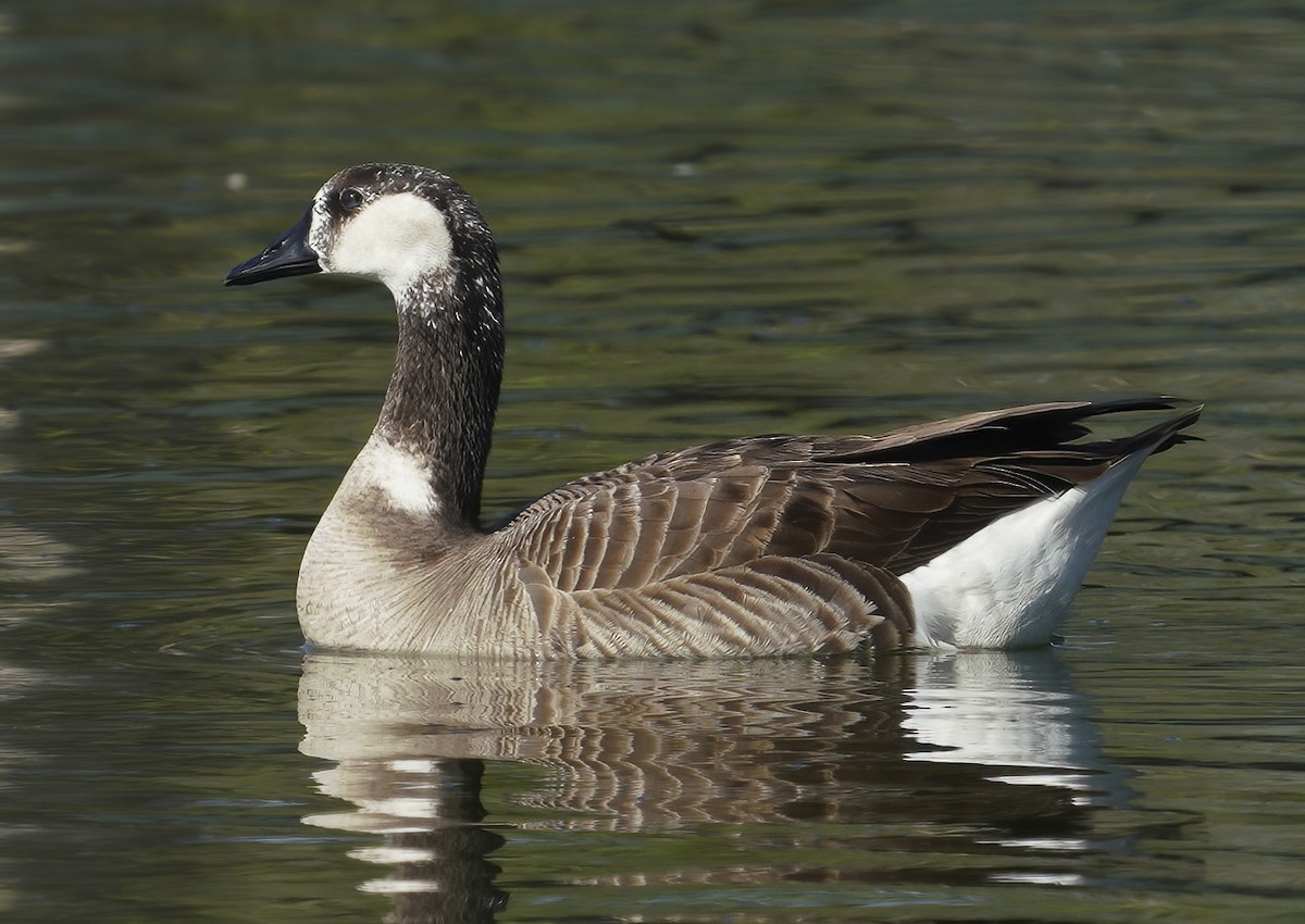 Swan Goose x Canada Goose (hybrid) - ML324074651