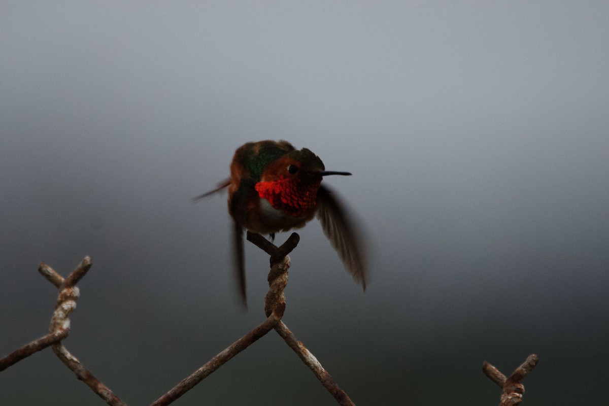 Allen's Hummingbird - Daniel Meeker