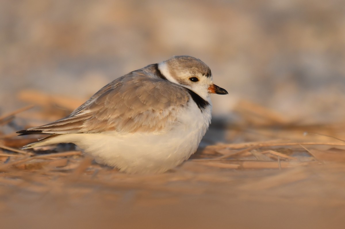Piping Plover - ML324079991