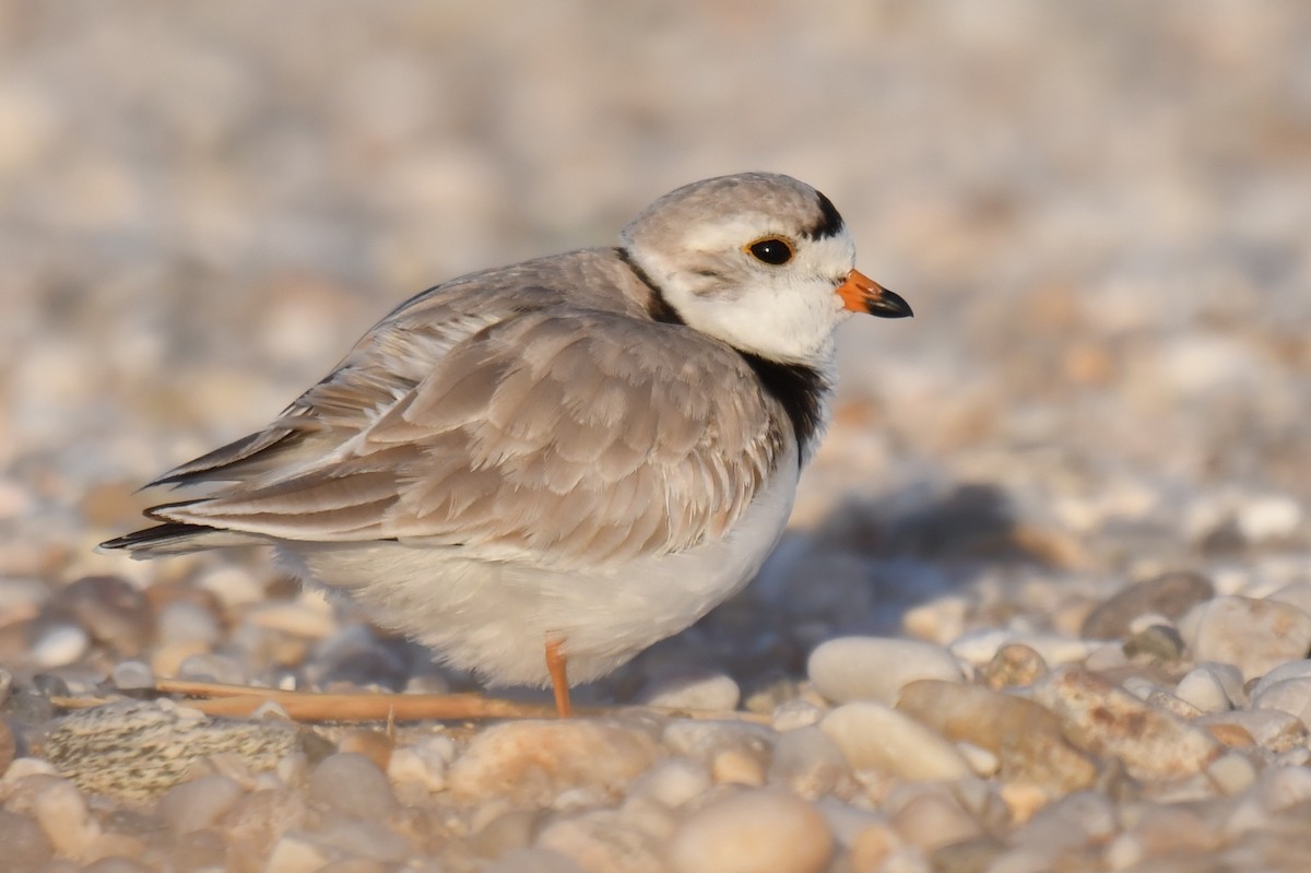 Piping Plover - ML324080001