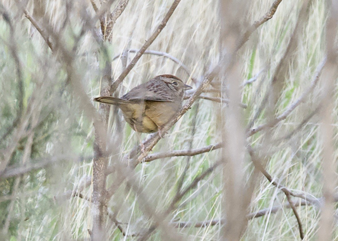 Rufous-crowned Sparrow - ML324084531