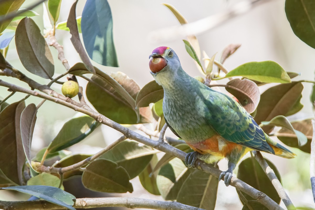 Rose-crowned Fruit-Dove - Timothy Paasila