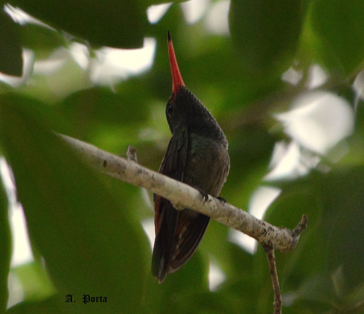 Rufous-tailed Hummingbird - Alberto Lorenzo