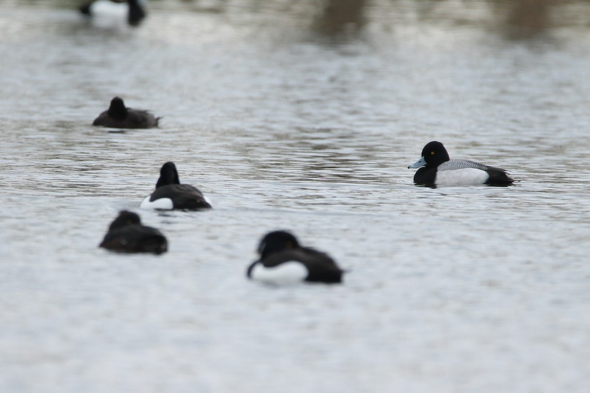 Lesser Scaup - Yannick Wouters