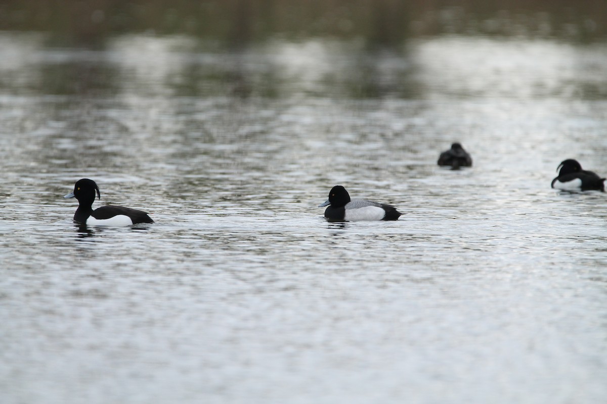 Lesser Scaup - Yannick Wouters