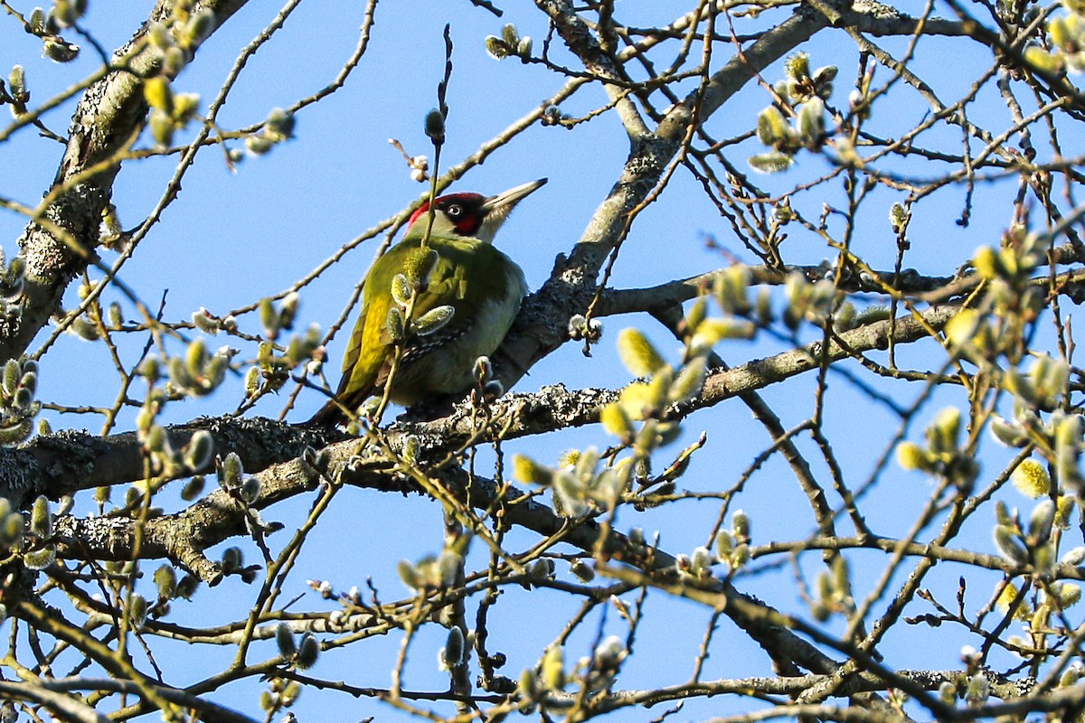 Eurasian Green Woodpecker - ML324087251
