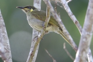  - Mimic Honeyeater