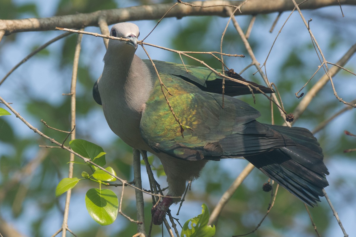 Green Imperial-Pigeon - ML324089571