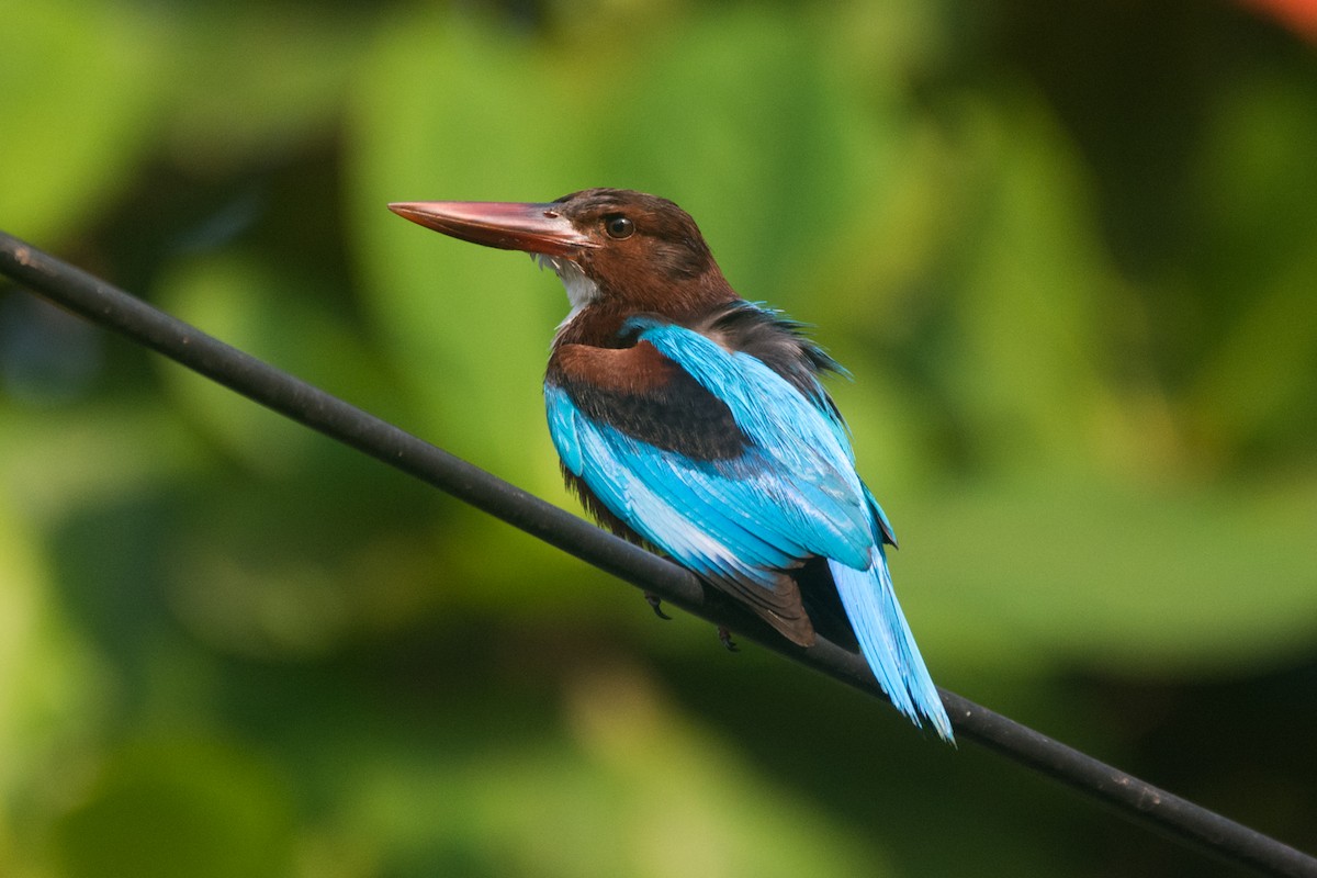 White-throated Kingfisher - Clarence Cooray