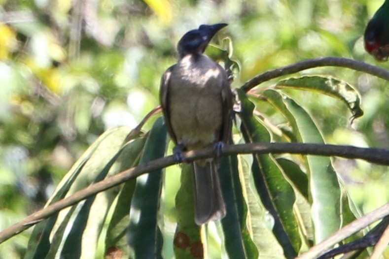 Helmeted Friarbird (New Guinea) - ML32409041