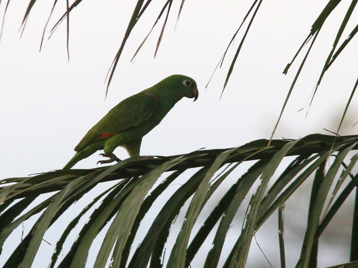 Yellow-crowned Parrot - ML324095781