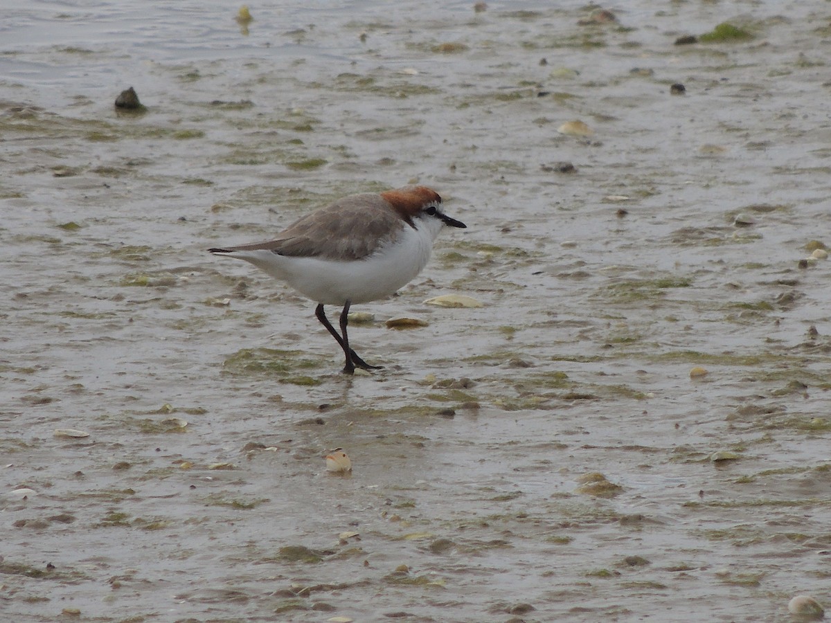Red-capped Plover - ML324097581