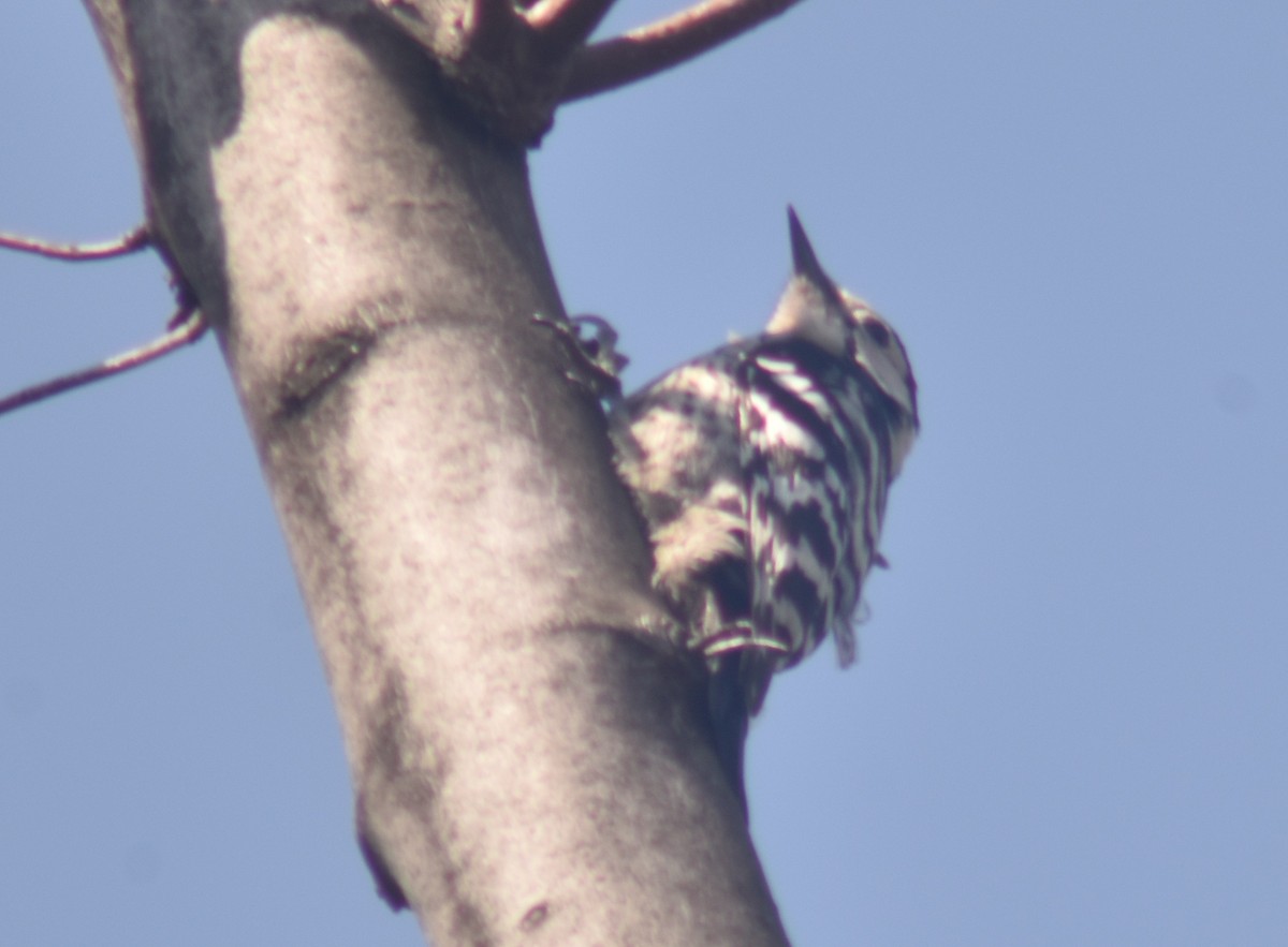 Lesser Spotted Woodpecker - ML324097981