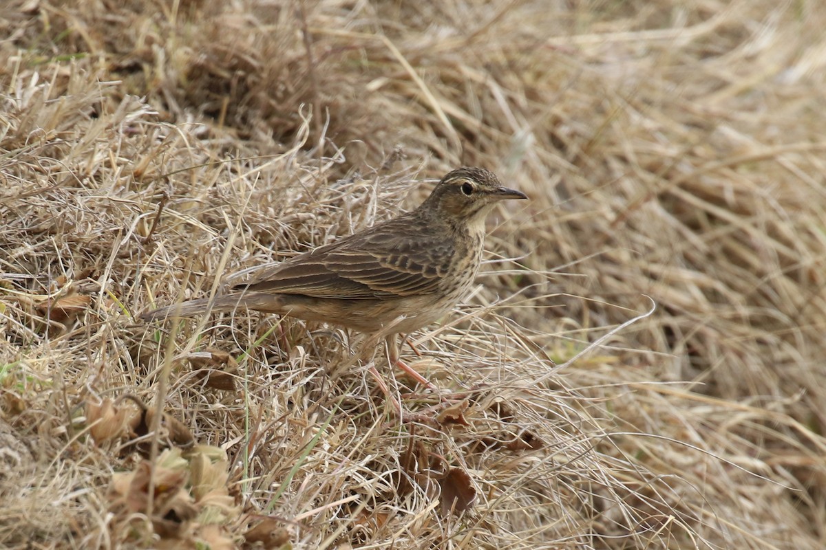 African Pipit - ML324098071