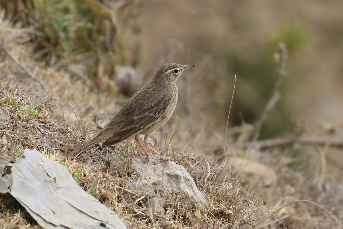 African Pipit - ML324098081