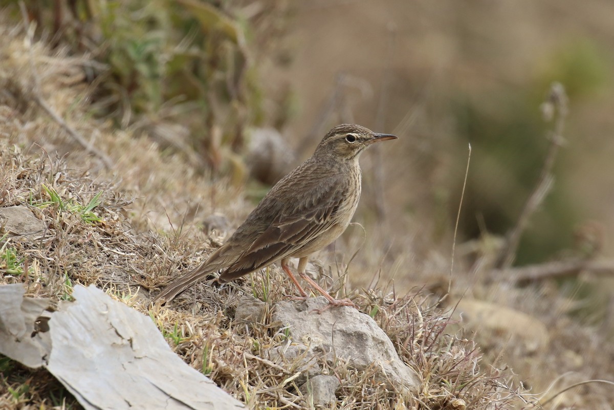 African Pipit - ML324098111