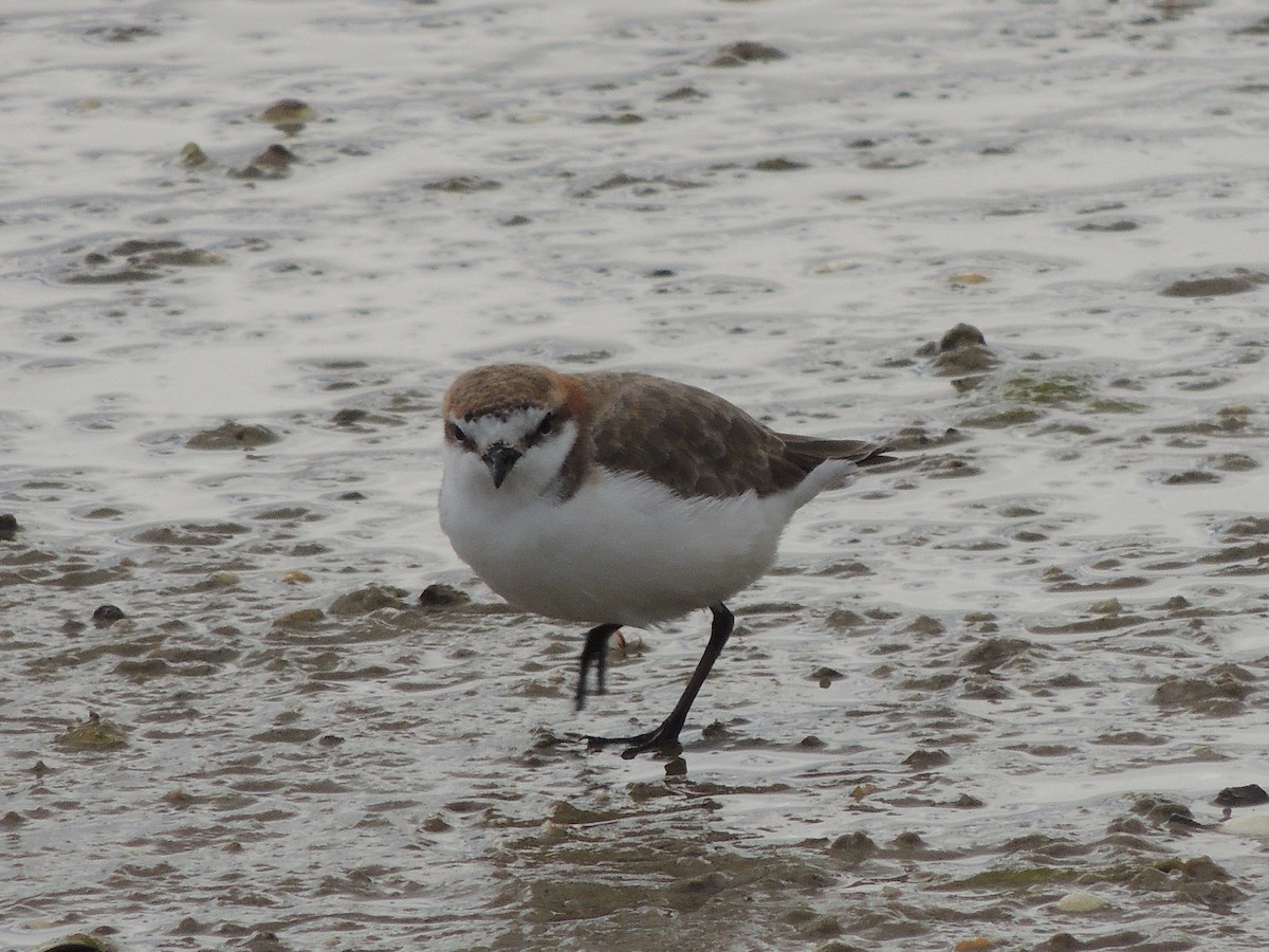 Red-capped Plover - ML324098471