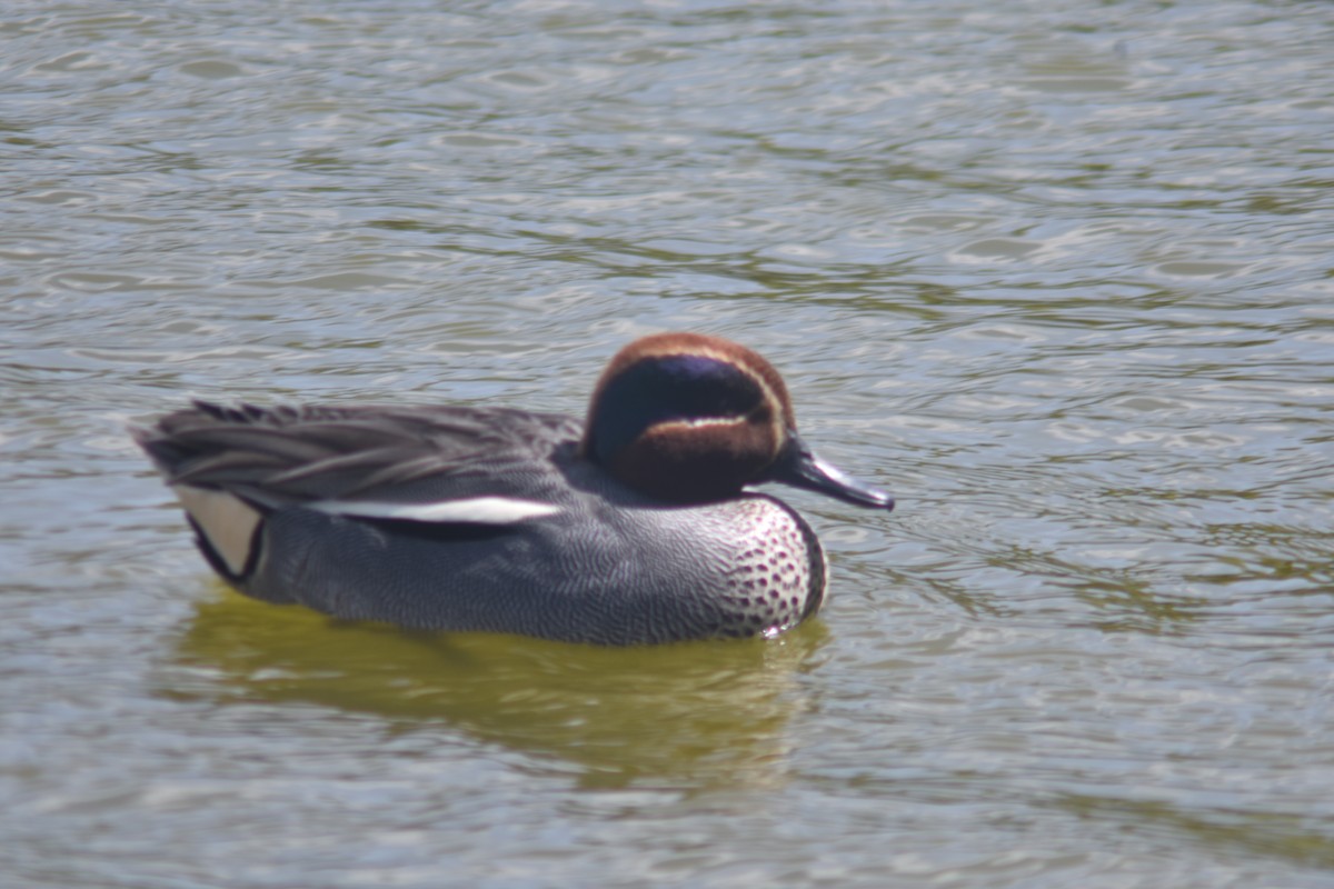 Green-winged Teal - ML324098501