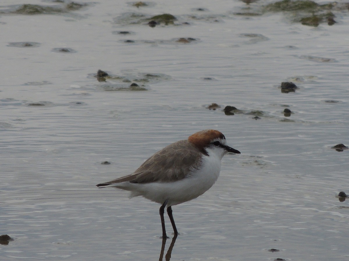Red-capped Plover - ML324098781